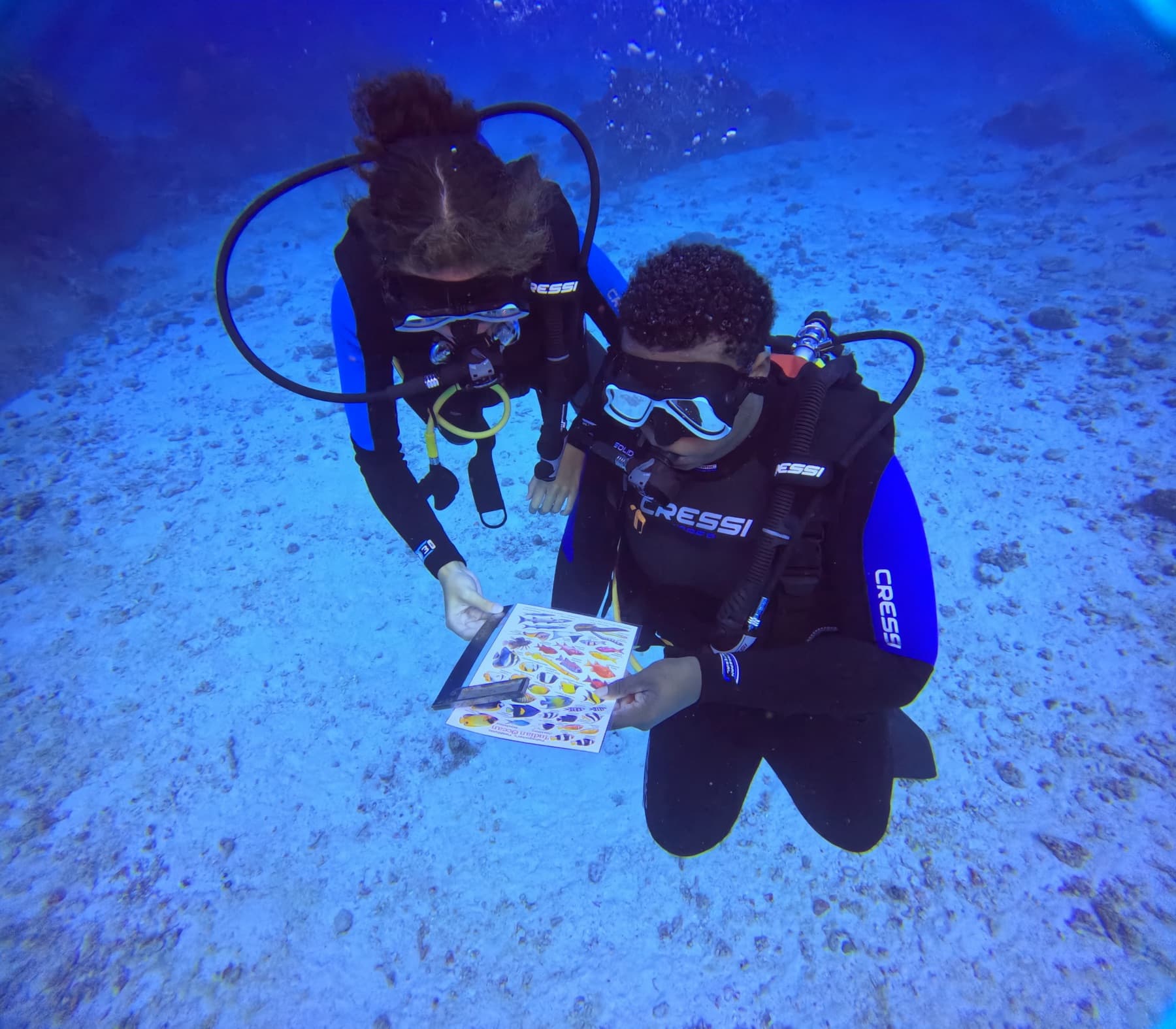 Coral monitored during S.T.O.P reef fieldwork in Praslin, Seychelles