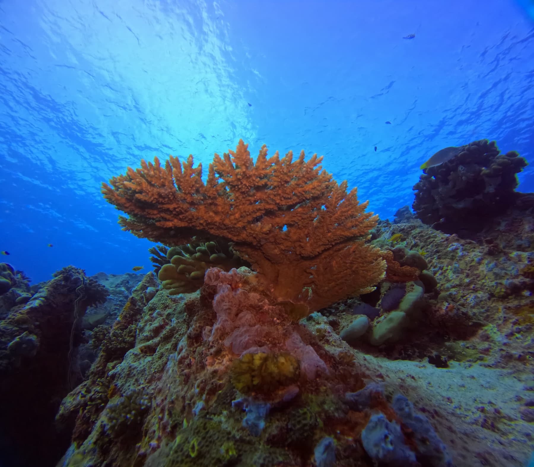 Marine education during an Underwater Classroom dive in the Seychelles